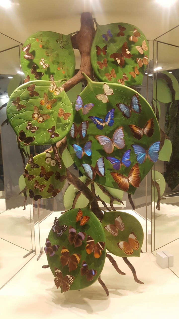butterfly-2