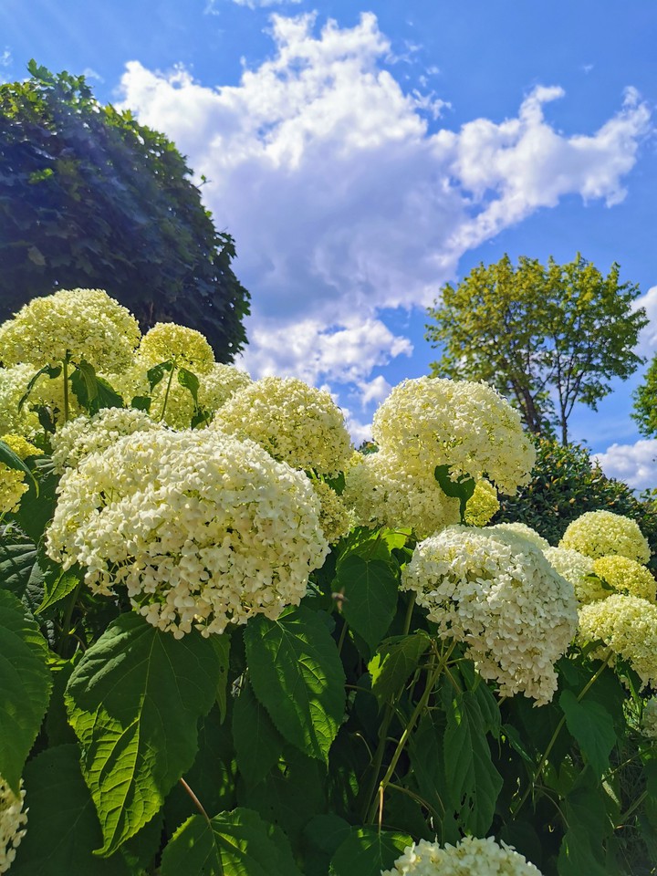 Natur, Blumen und Bäume