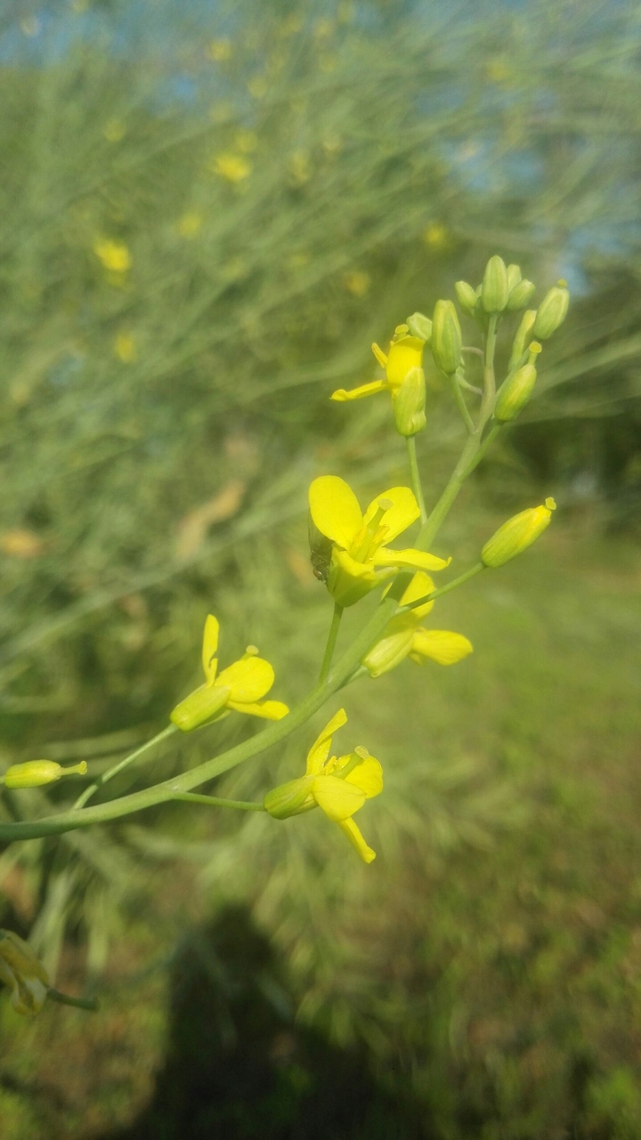 Yellow Flowers