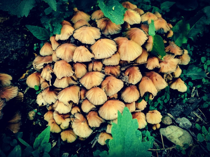 mushrooms