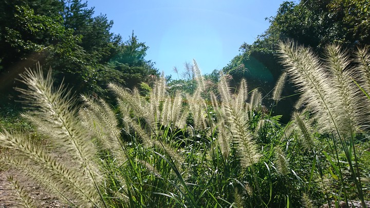 秋のそよ風