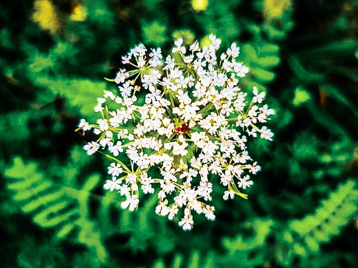 wild flower