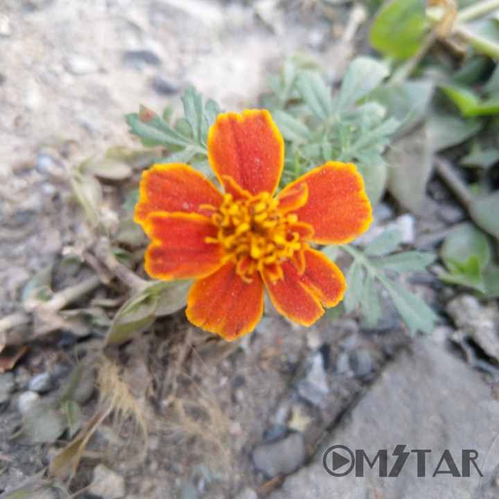 stoneflower