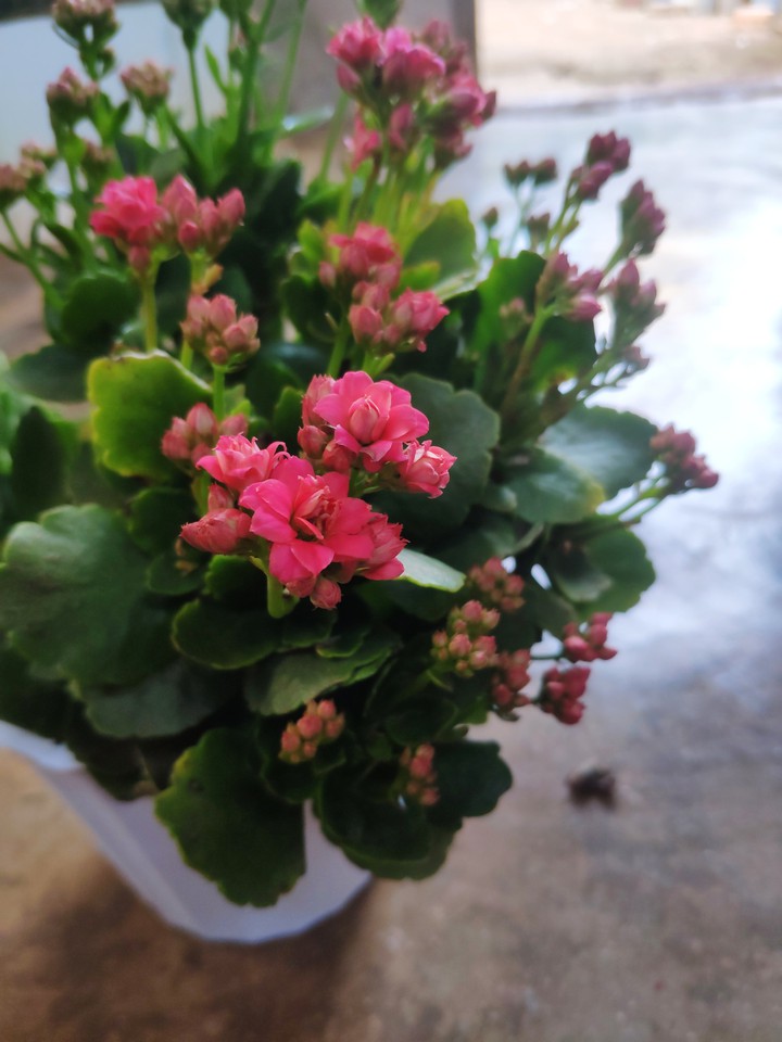 flower