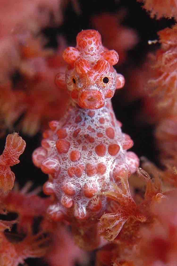 poisson