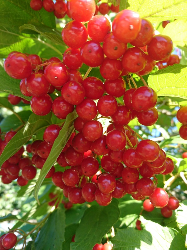 berries