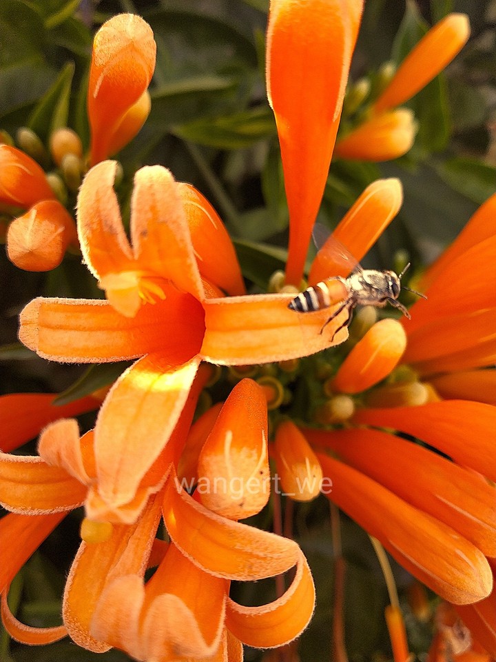 what does the Bee say?