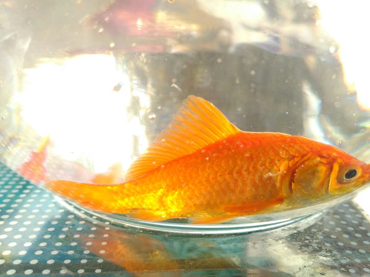 Fish