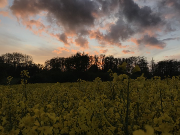 Rape field