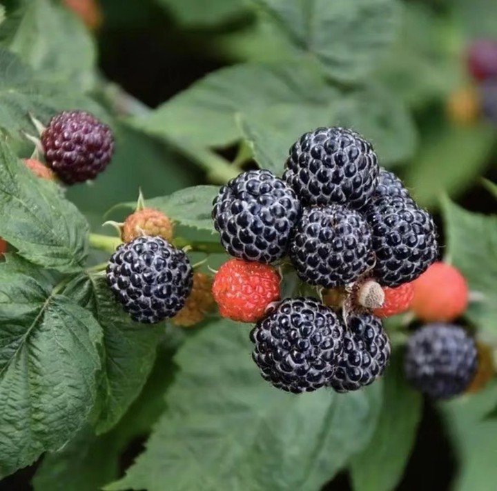 blackberry2