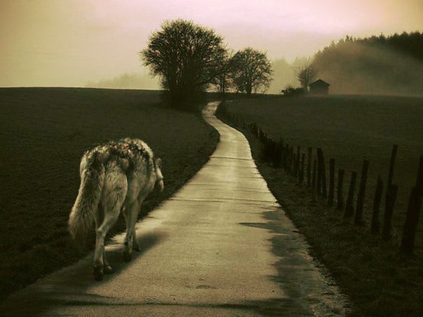 lone wolf