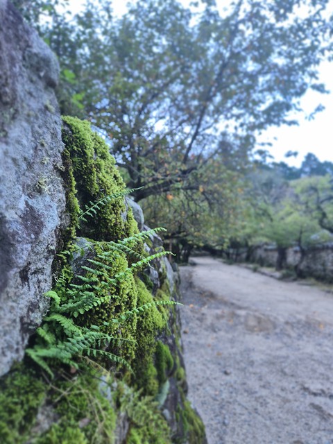 vegetation, moss壁紙