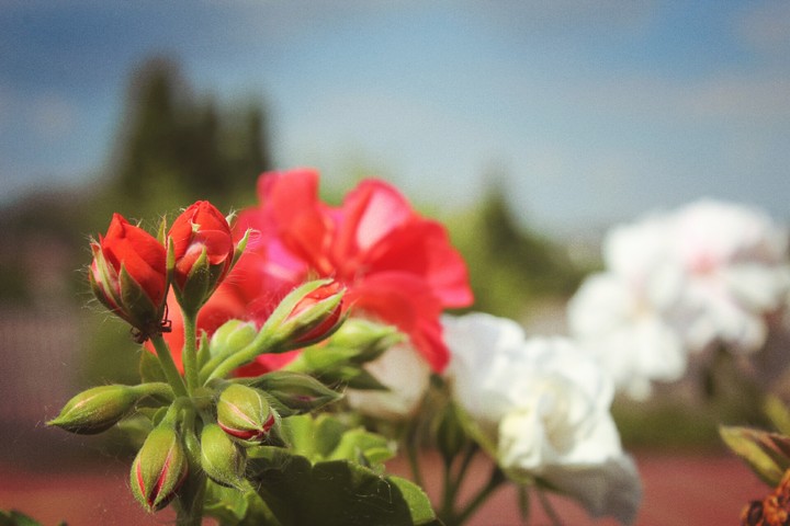 flower
