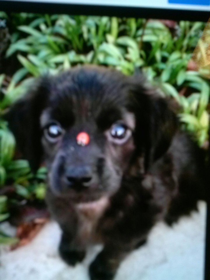 dogd