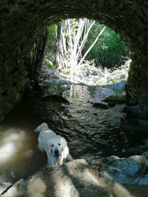 tapety Water, tree