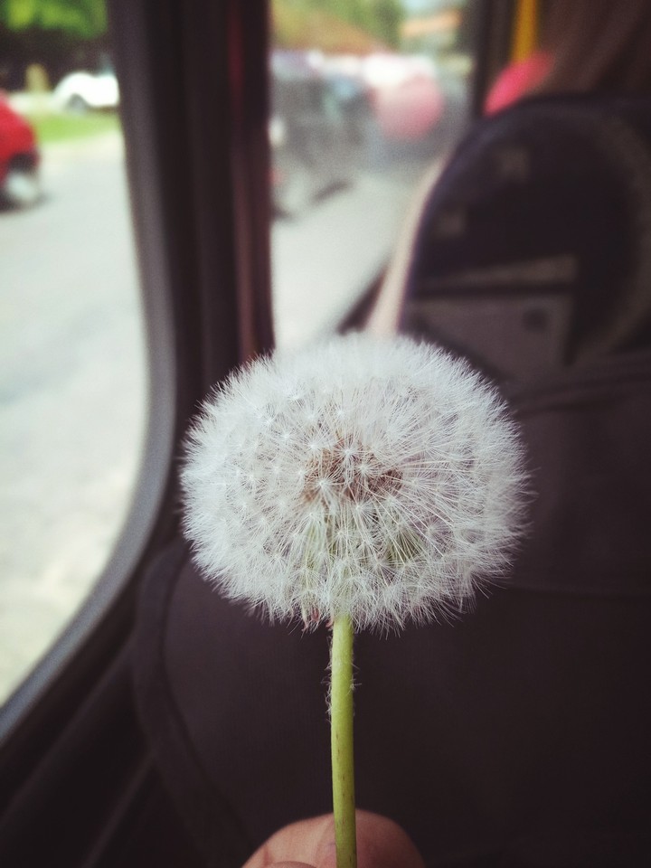 A Dandelion