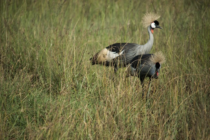 Animal
