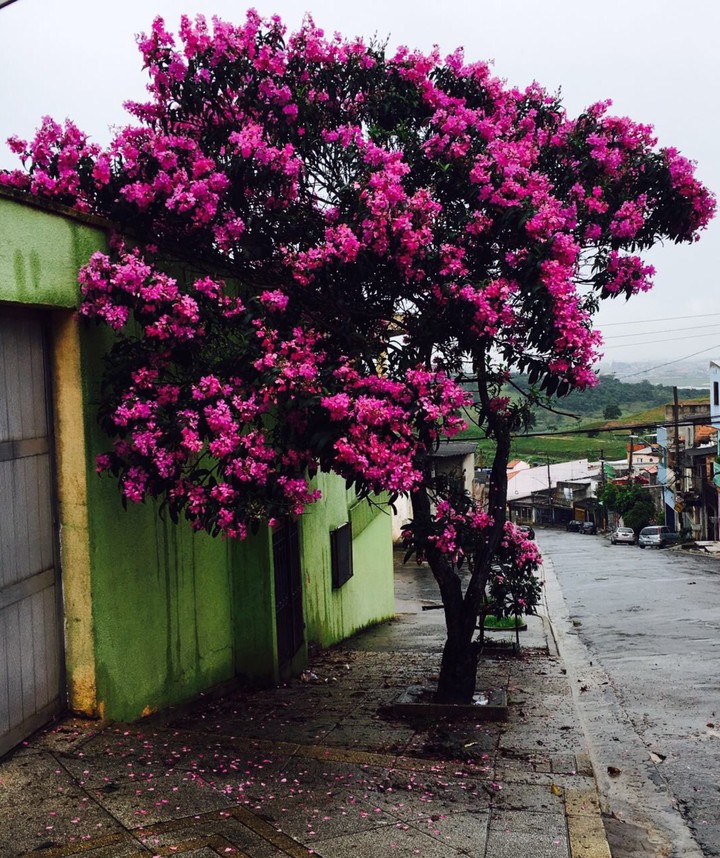 Natureza em ação
