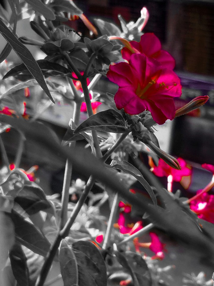 red