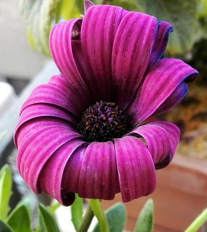 my new beautiful flower