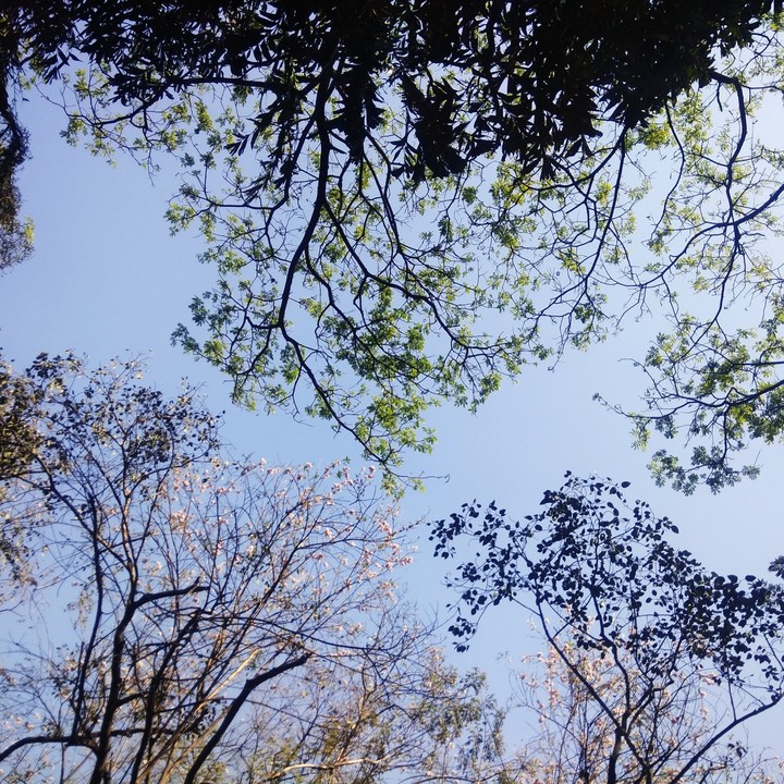 beautiful tree leaves