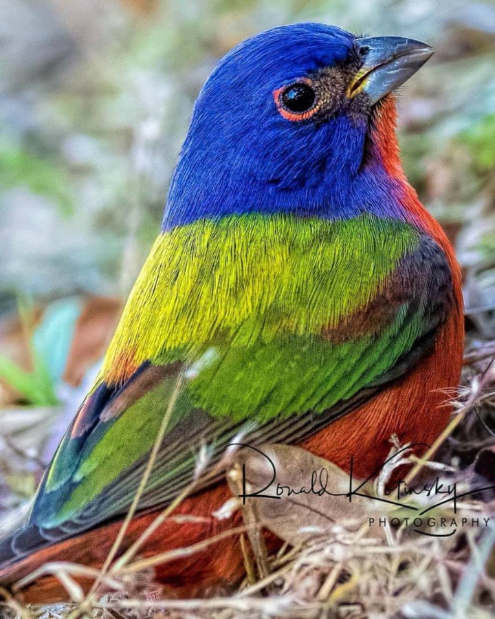sah(spid)