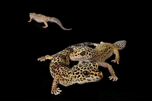 photo ark