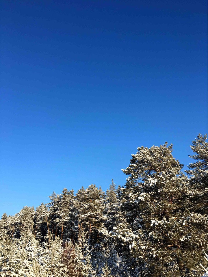 trees