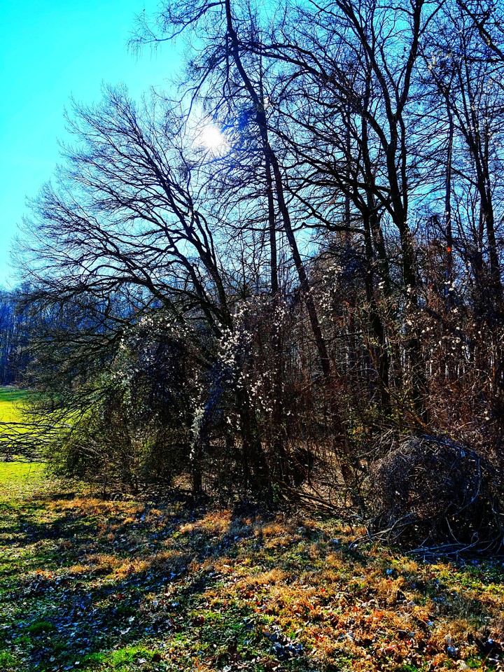 Nature