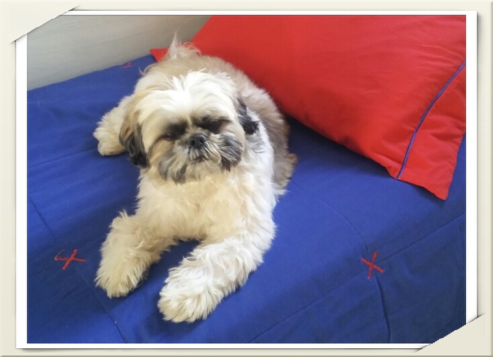 Shi Tzu