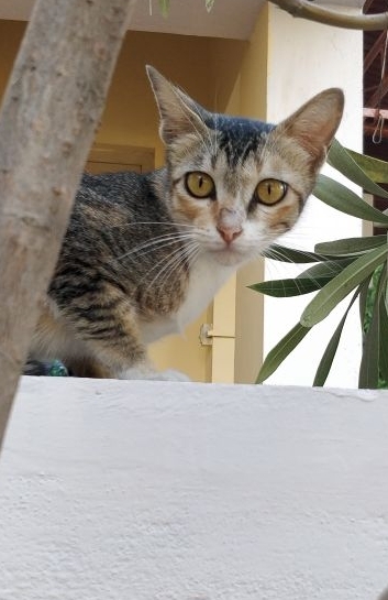 cat