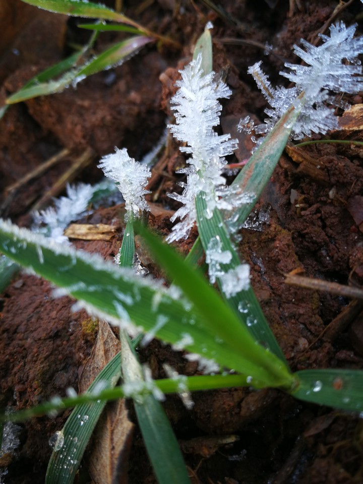 frozen