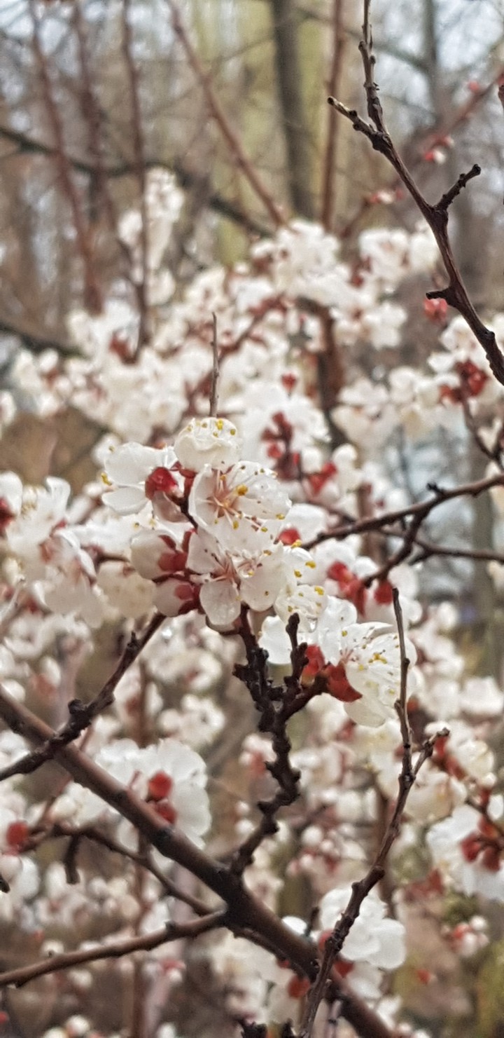 blossom
