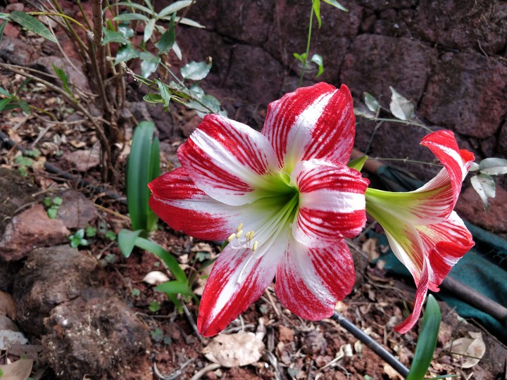 Lilly