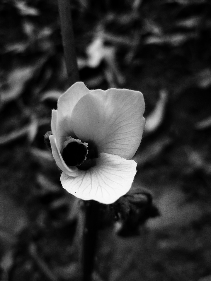 Flower.......z.....