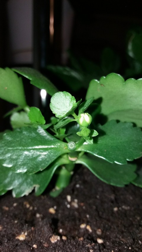 fonds d'écran plant, flower