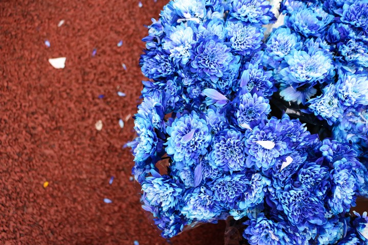 bouquet flowers blue 145028 5184x3456