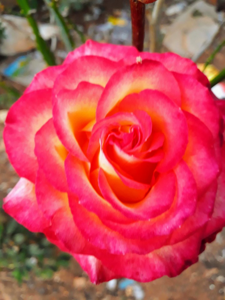 Rosas