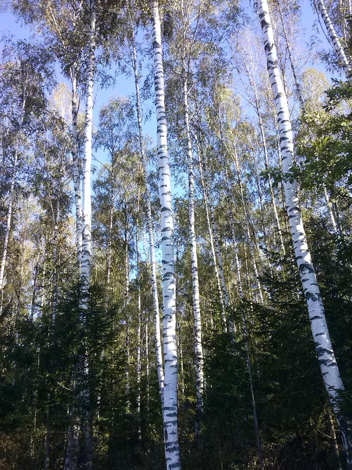 березовая роща