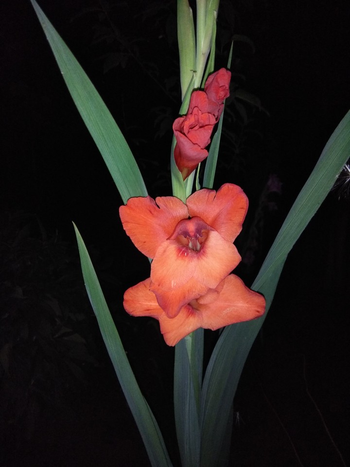 gladiole roșii