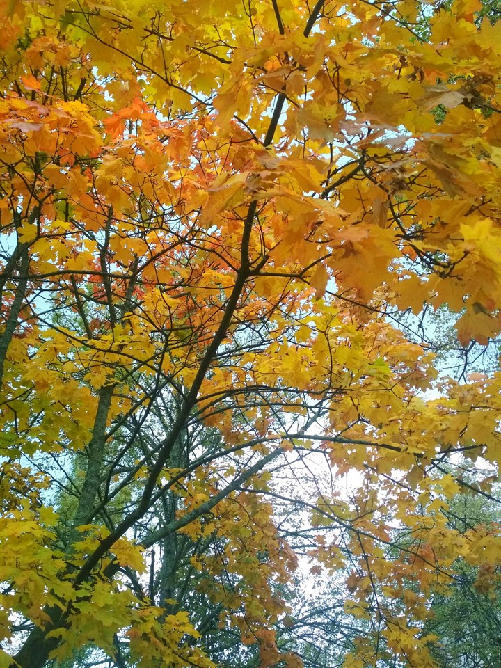 Autumn
