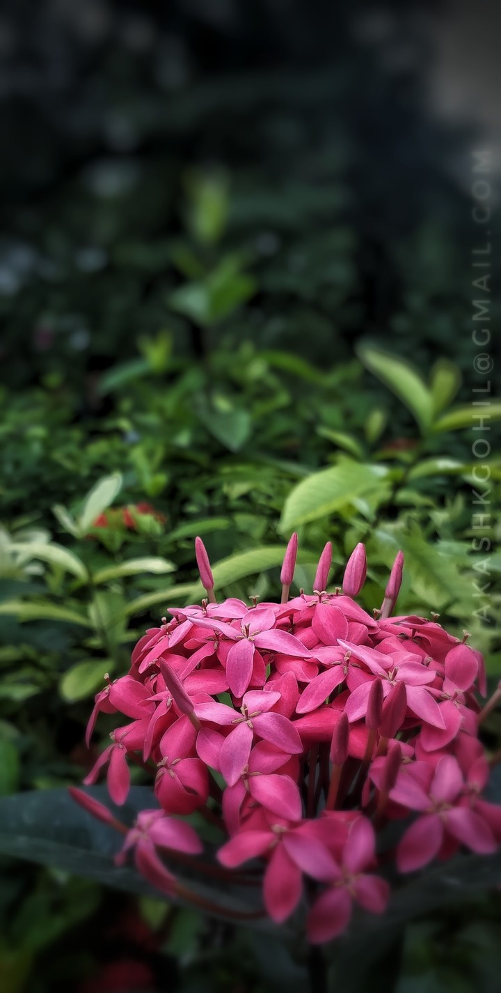 Flowers ,