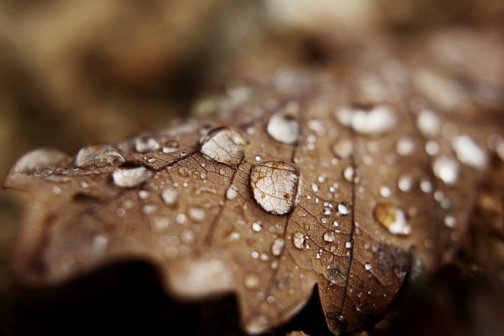 leave the leaf