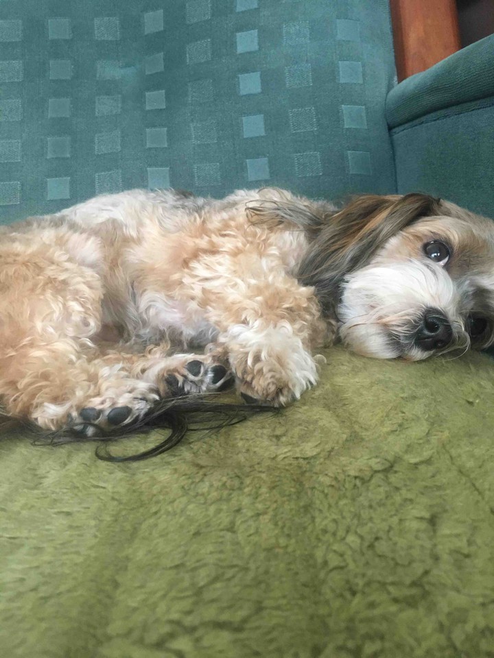 my lovely dog ?