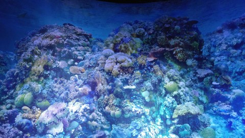Great barrier reef