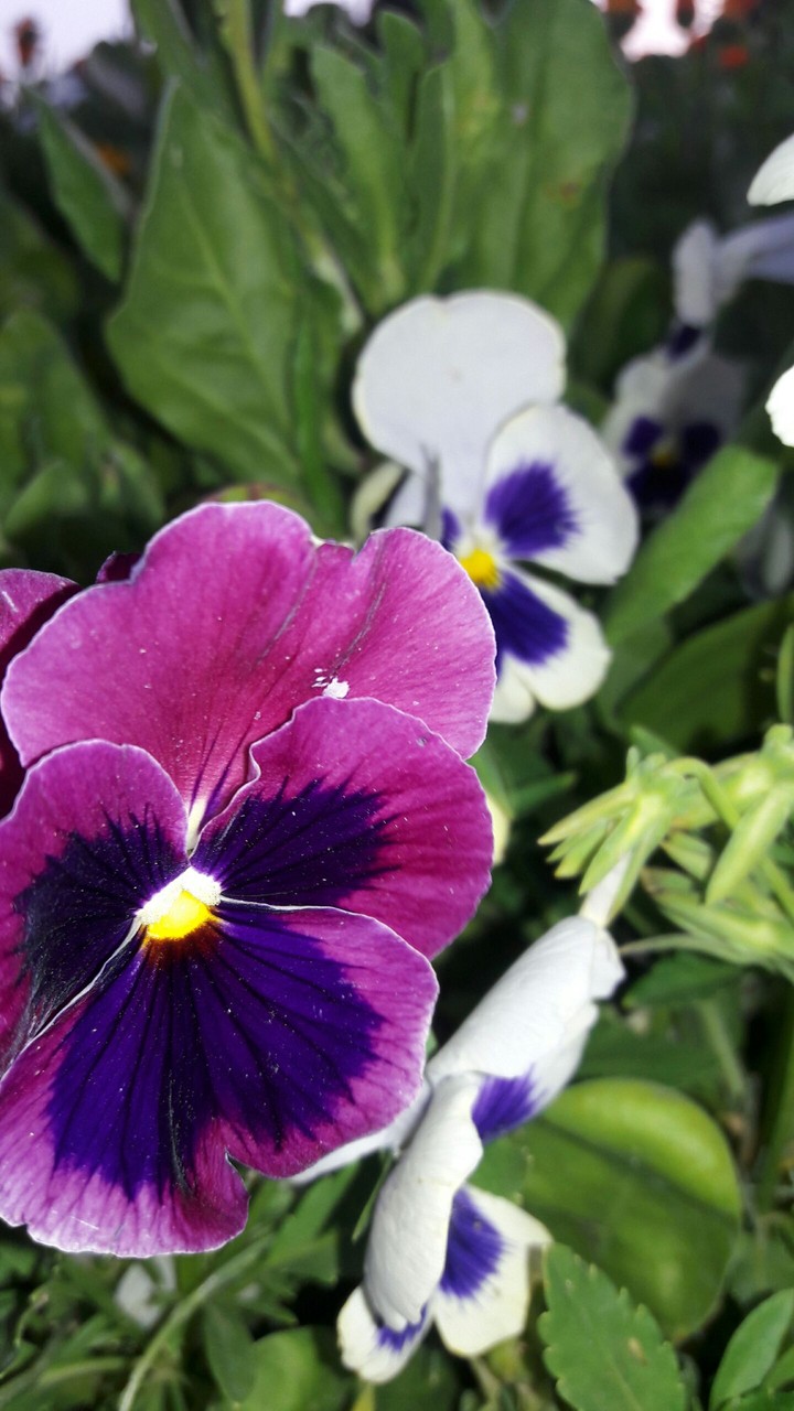 #flower