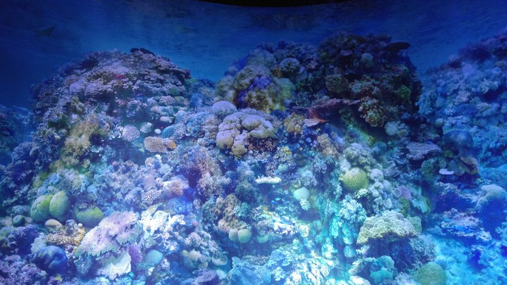 Great barrier reef