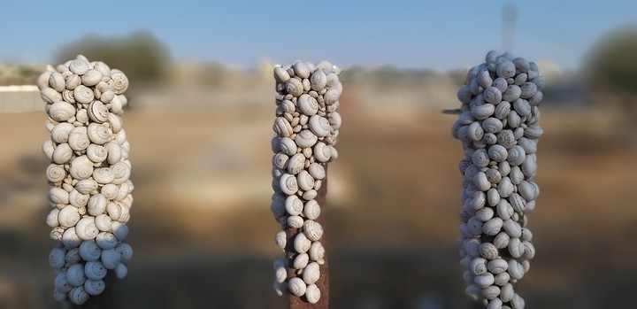 snails