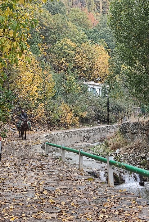 обои trail, woodland