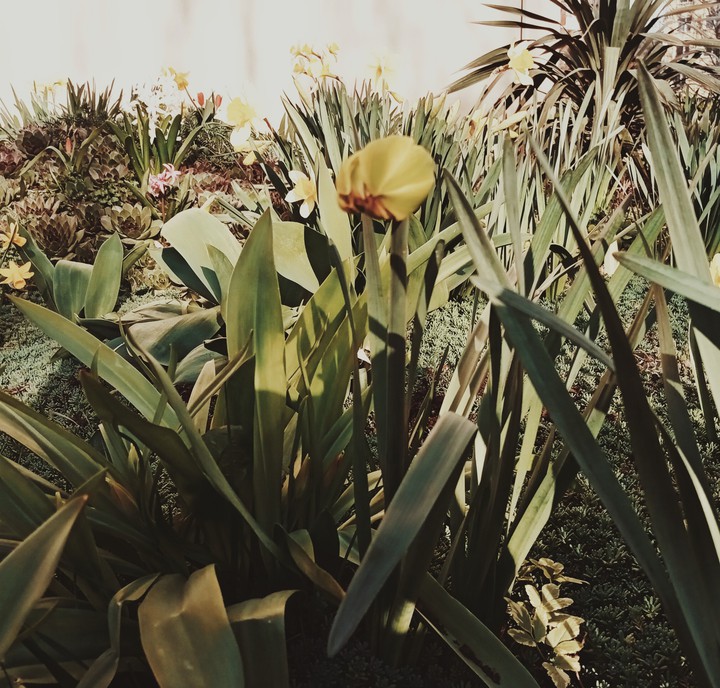 ☀️flowers